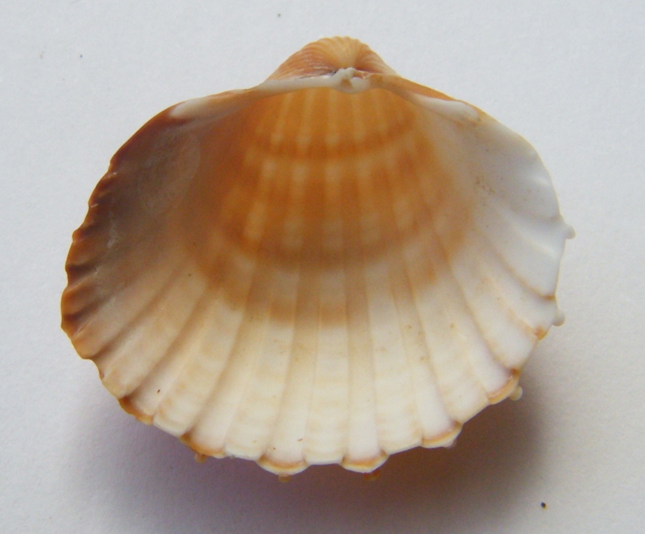 Acanthocardia paucicostata